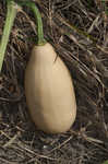 Field pumpkin